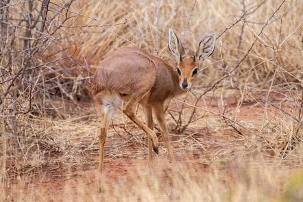 Gabriele Brade - Junge Antilope - Tiere