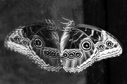 Ehrhard Wende - Morpho Schmetterling - MEDAILLE - Natur 