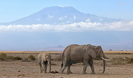 Käding Wolfgang  - Direktmitglied  - Kilimanjaro with elephants - Natur - Annahme
