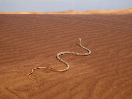Kagelmann Nina  - Gastteilnehmer  - Schlange in der Namib-Wüste - Natur - Annahme