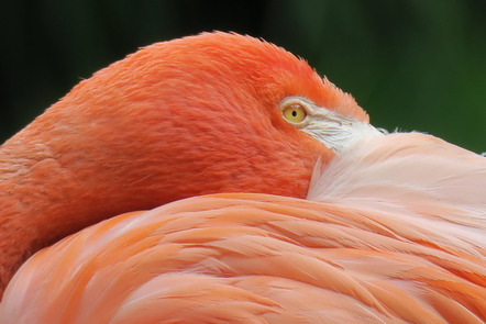 Nahke Lutz  - Fotogruppe Creativ Bremerhaven  - Flamingo - Annahme - Natur