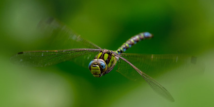 Kahle Volker  - Fotografische Gesellschaft Hameln  - Hunting Dragonfly - Annahme - FT-Farbe