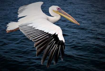 Bartsch Petra  - Photographische Gesellschaft Lübeck e.V.  - Flying pelican - Annahme - Natur