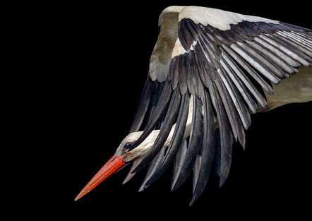 Schmitt Reinhard  - Fotoforum Jever  - Storch - Farbe - MEDAILLE