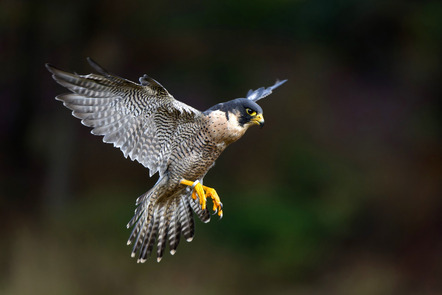 Hasse Hartmut  - Gastteilnehmer  - Wanderfalke - Natur - Annahme