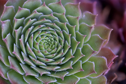 Reiß Ulrich  - Fotofreunde Vegesack und Umgegend  - Steinbrechgewächs - Natur - Annahme