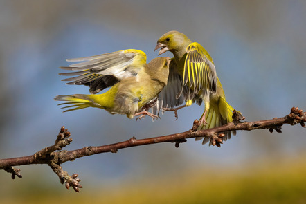 Brüning Johann  - Fotogruppe Creativ Bremerhaven  - Streitende Grünfinken - Natur - Annahme