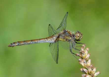 Schmitt Reinhard  - Fotoforum Jever  - Libelle - Natur - Annahme