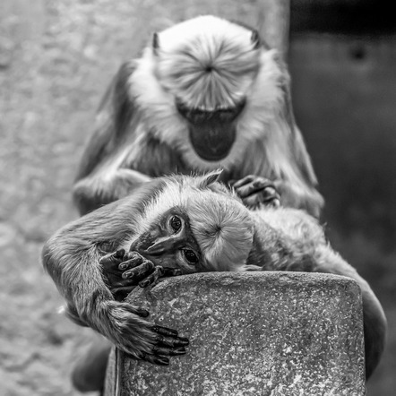 Baumgart, Udo  - BSW Fotogruppe Hannover  - Körperpflege - Natur - Annahme