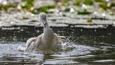 Ständer, Andreas  - Fotoclub Göttingen e.V.  - Junger Schwan Flug Übungen  - Natur - Annahme