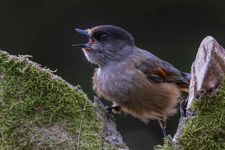 Fritz, Werner  - Fotogruppe Barsinghausen  - Unglückshäher - Natur - Annahme