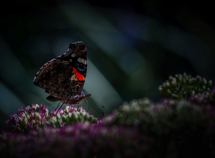 Baete, Claudia  - Fotoclub Göttingen e.V.  - Schmetterlingsglück - Natur - Annahme