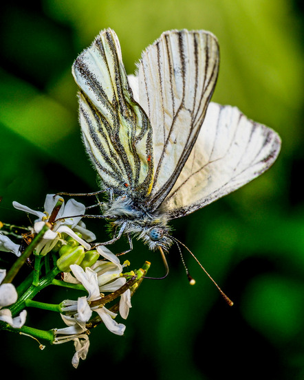 Lewin, Günter  - Fotogruppe Barsinghausen  - Frühlingsbote - Natur - Annahme