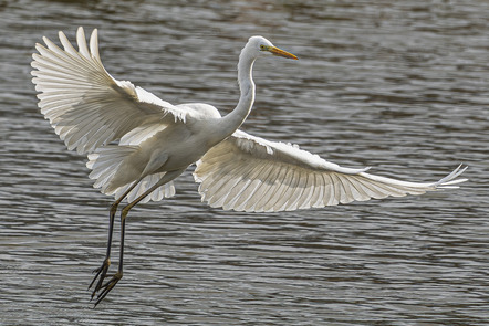 Gosch, Dieter  - BSW Fotogruppe Hannover  - Silberreiher - Natur - Annahme