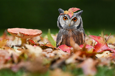 Paris, Raimund  - Fotoclub Kiel  - Herbstimpressionen - Farbe - Annahme