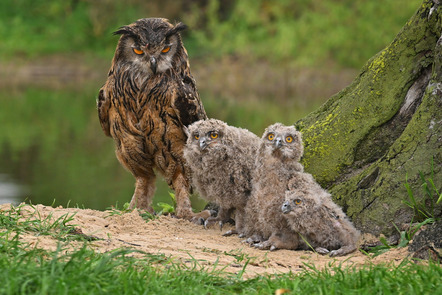 Paris, Raimund  - Fotoclub Kiel  - Eulenfamilie - Sonder - Annahme