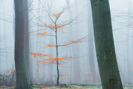 Schramm, Alfred  - Fotoclub Kiel  - Schaff ich auch noch! - Sonder - Annahme