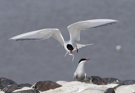 Jessen, Hans  - Direktmitglied  - Seeschwalbe - Natur - Annahme