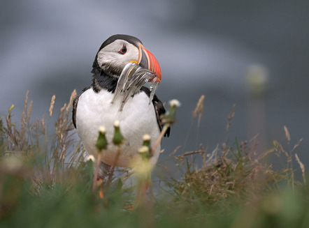 Täuber, Kirsten  - Kieler Pixelschubser  - Puffin - Natur - Annahme