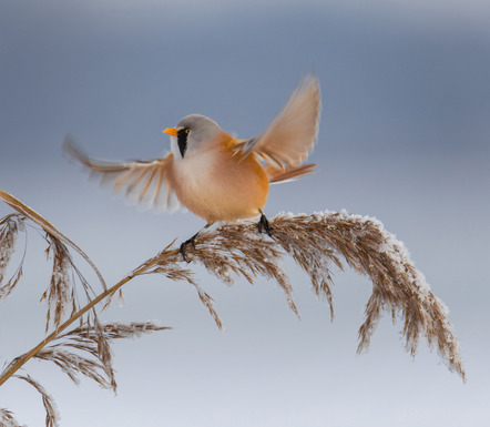 Puttins, Bodo  - Fotoclub Schleswig e.V.  - Bartmeise - Natur - URKUNDE