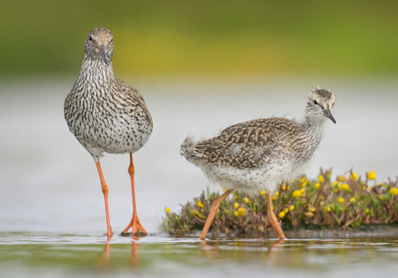 Täuber, Kirsten  - Kieler Pixelschubser  - Rotschenkel - Natur - URKUNDE