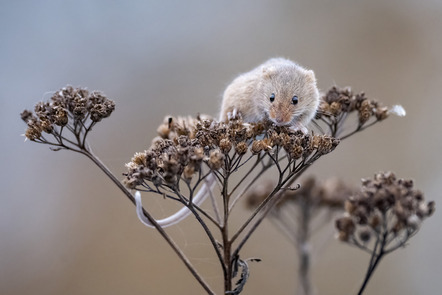 Täuber, Kirsten  - Kieler Pixelschubser  - Maus - Natur - MEDAILLE