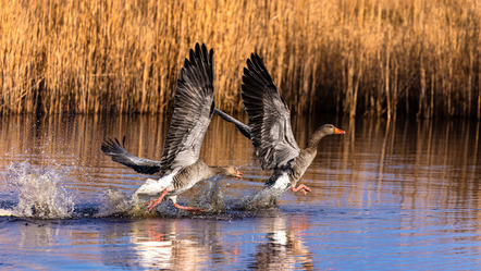 Luttmer, Karin  - Fotoclub Kiel   - Wettrennen - Farbe - AK3 - Annahme