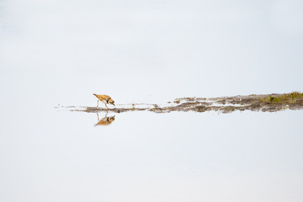 Schönborn, Gesine  - Fotoclub Schleswig e.V.  - Auf Futtersuche - Farbe - AK3 - Annahme