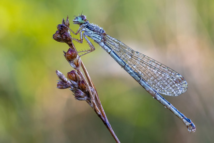 Brüning, Johann  - Fotogruppe Creativ Bremerhaven  - Späte Adonislibelle weiblich - Natur - AK3 - Annahme