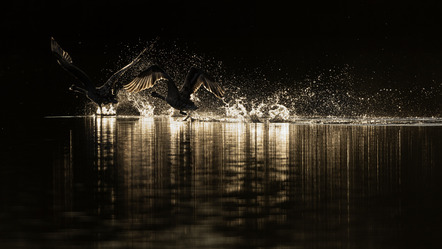 Ständer, Andreas  - Fotoclub Göttingen e.V.  - Start der Schwäne - Natur - AK3 - Annahme