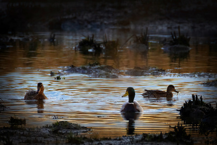 Brüning, Johann  - Fotogruppe Creativ Bremerhaven  - Abend am Ententeich - Natur - AK3 - Annahme