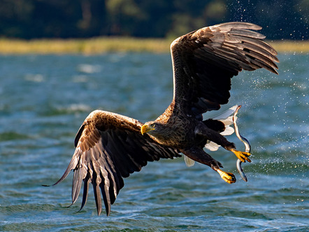 Kahle, Volker  - Fotografische Gesellschaft Hameln  - Erfolgreiche Jagd - Natur - AK3 - Annahme