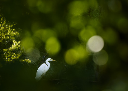 Deseniß, Ralph  - Camera Club Bremen  - Geduldiges Warten - Natur - AK3 - Annahme