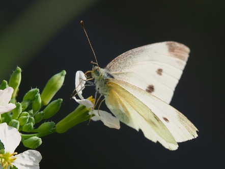 Meyer, Heiko  - Diepholzer Foto Freunde  - noch aufgerollt - Natur - AK3 - Annahme