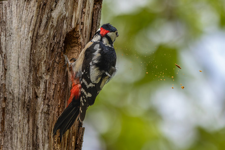 Ständer, Andreas  - Fotoclub Göttingen e.V.  - Es fliegen die Späne - Natur - AK3 - Annahme