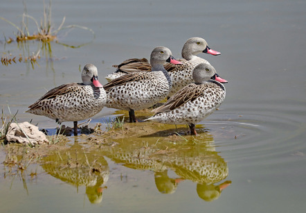 Käding, Wolfgang  - Direktmitglied  - Cape  Teal - Natur - AK3 - Annahme