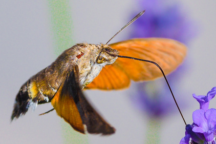 Schmitt, Reinhard  - Fotoforum Jever  - Taubenschwänzchen - Natur - AK3 - Annahme