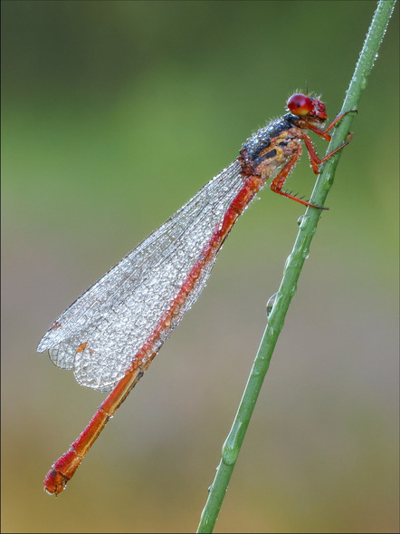 Brüning, Johann  - Fotogruppe Creativ Bremerhaven  - Späte Adonislibelle männlich - Natur - AK3 - URKUNDE