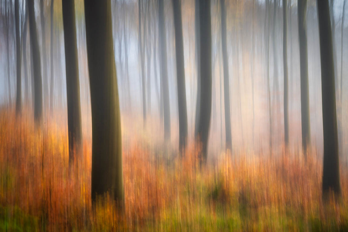 Bodo Puttins - Herbstwald - Annahme Farbe