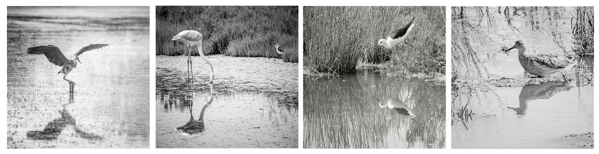 Jobit Stolp - Lavifauna nella laguna di Comacchio - Portfolio 2024