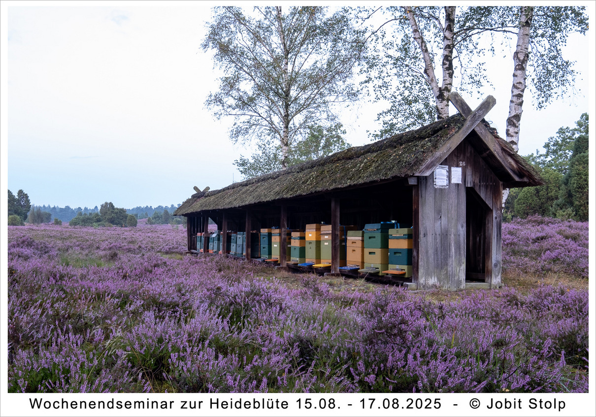 Seminar zur Heideblüte - Jobit Stolp